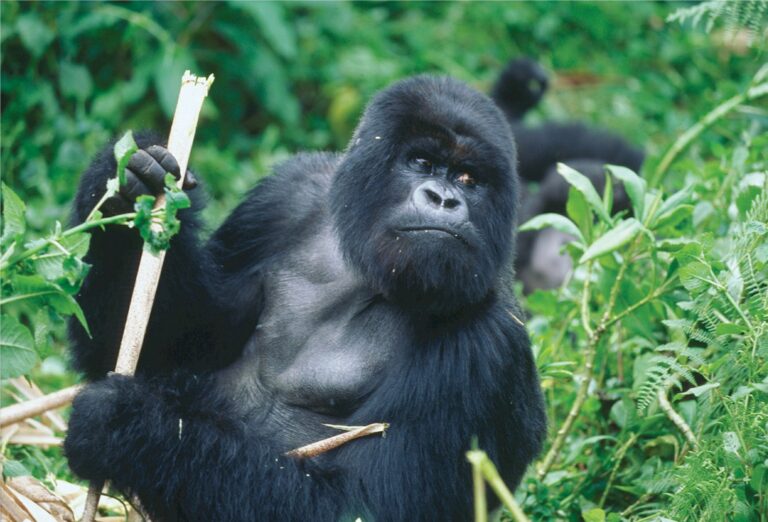 שימפנזה ברואנדה